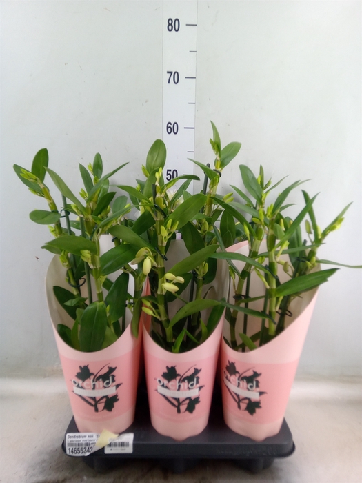 <h4>Dendrobium nob. 'SpringDre Kumiko'</h4>