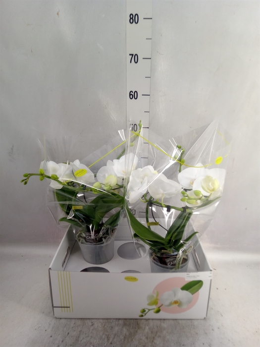 <h4>Phalaenopsis   ...white</h4>