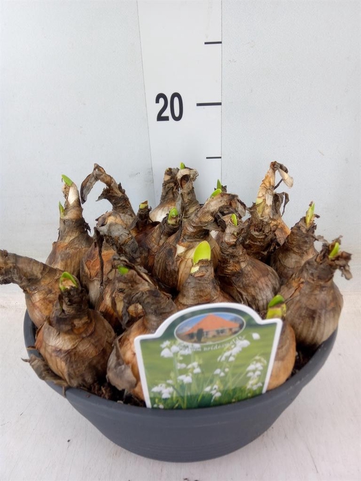 <h4>Leucojum aestivum</h4>