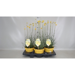 Craspedia globosa 'Golf Beauty'