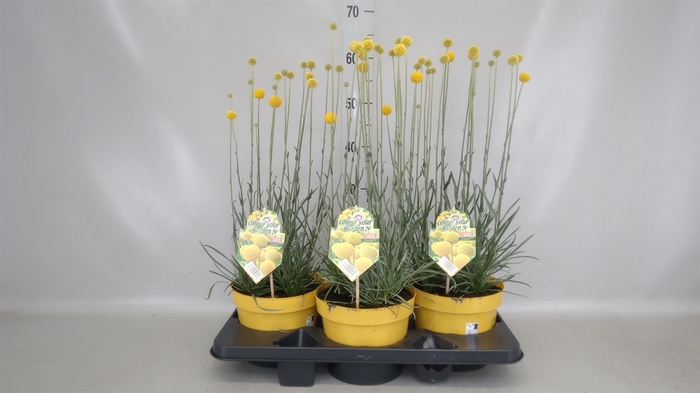 <h4>Craspedia globosa 'Golf Beauty'</h4>