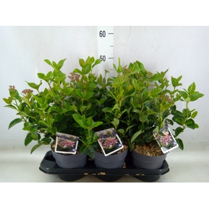 Viburnum tinus