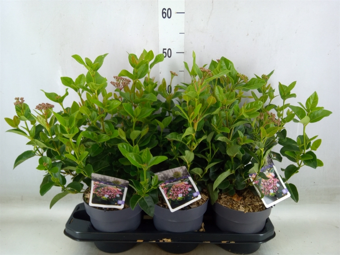 <h4>Viburnum tinus</h4>