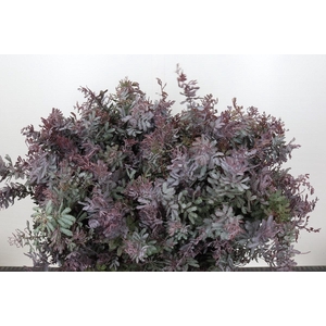 Mimosa Baleana Purple (per bunch)