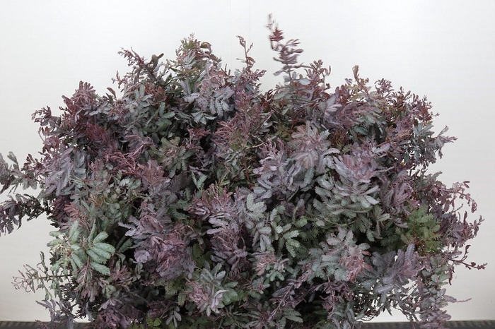 <h4>Mimosa Baleana Purple (per bunch)</h4>