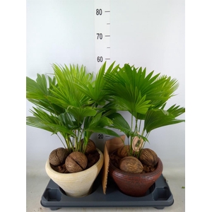 Livistona rotundifolia