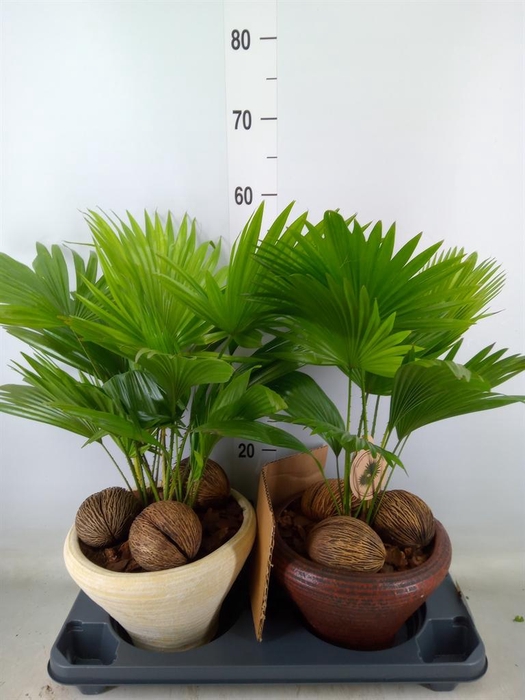 <h4>Livistona rotundifolia</h4>