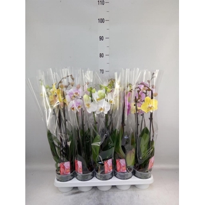 Phalaenopsis   ...mix