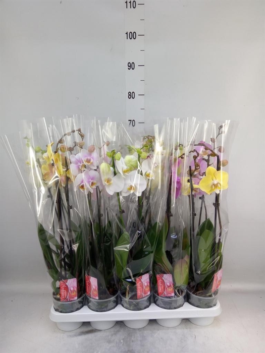 <h4>Phalaenopsis   ...mix</h4>