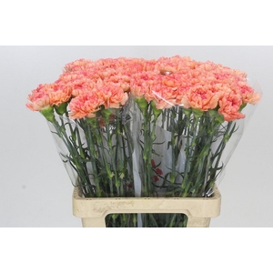 Dianthus St Goopy Geer