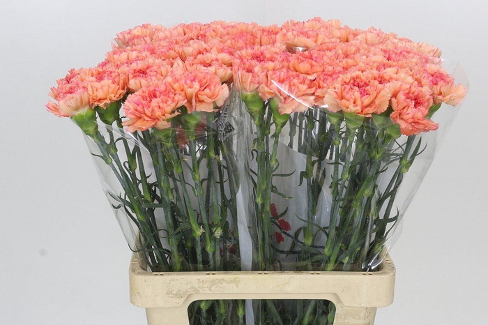 Dianthus St Goopy Geer