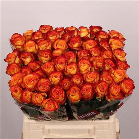 <h4>Rosa a grande fleur Firefox</h4>