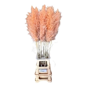 DF Pampas 115cm Salmon Orange