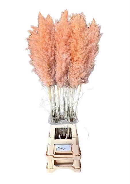 <h4>DF Pampas 115cm Salmon Orange</h4>