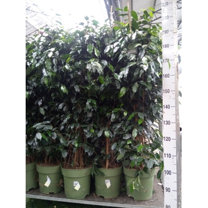 Ficus benja. 'Danielle'