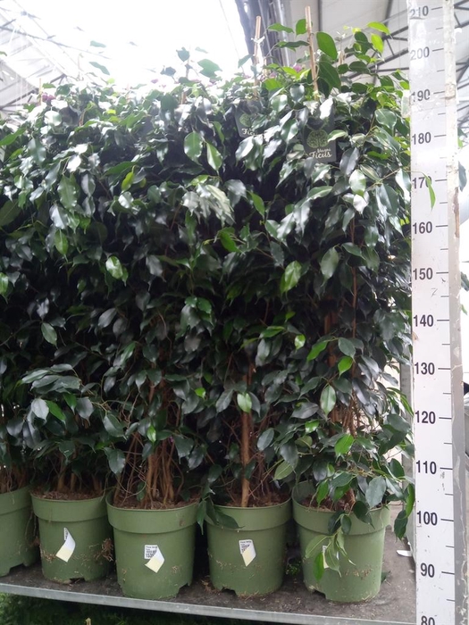 <h4>Ficus benja. 'Danielle'</h4>