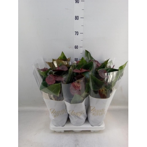 Anthurium andr. 'FC Tranquil'