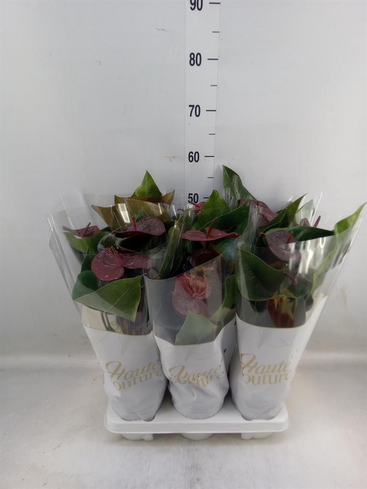 <h4>Anthurium andr. 'FC Tranquil'</h4>