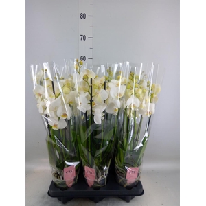 Phalaenopsis  'Ant Inverness'