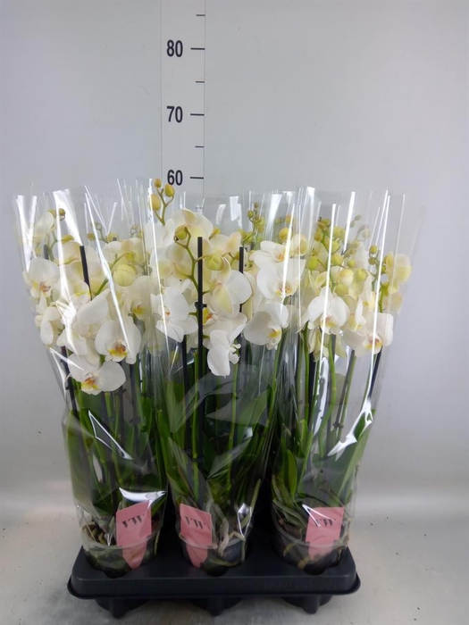 <h4>Phalaenopsis  'Ant Inverness'</h4>