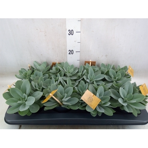 Senecio cephal. 'Mountain Fire'