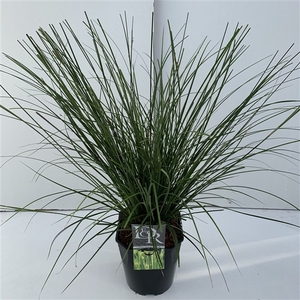 Carex 'Magic Green' P23 (5ltr)