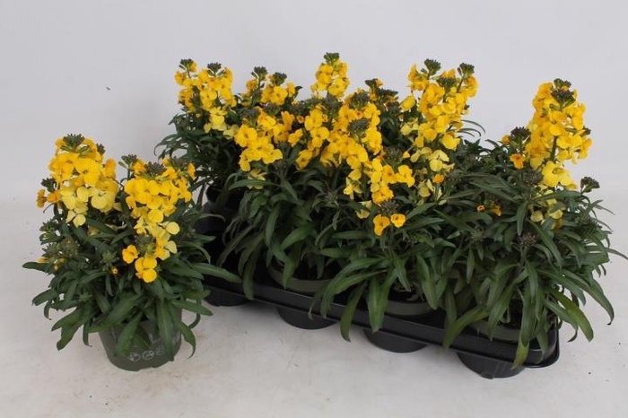 <h4>ERYS LEY LEMON GLOW</h4>