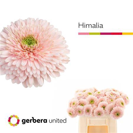 <h4>GE GR POM TERRA HIMALIA</h4>