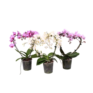 Phal. Multiflora vorm mix 