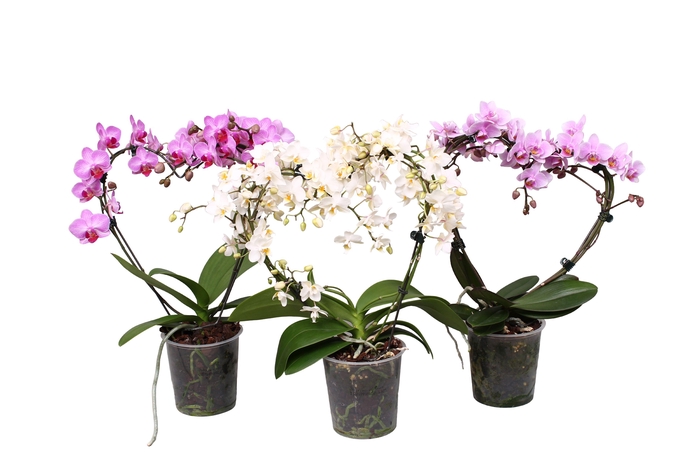 <h4>Phal. Multiflora vorm mix "Blossoming heart"</h4>