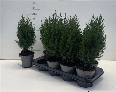 <h4>Juni Ch Stricta</h4>