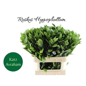 RUSCUS HYPOPHYLLUM