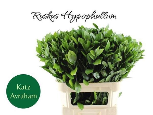 <h4>RUSCUS HYPOPHYLLUM</h4>