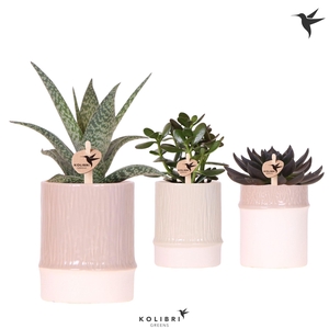 Kolibri Greens Succulenten mix in Bamboo pot mix