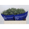 Eryngium Silver Dynamite
