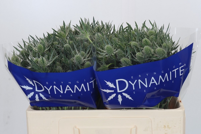 <h4>Eryngium Silver Dynamite</h4>
