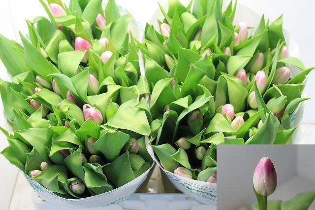 <h4>TU EN FLORENCE</h4>