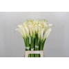 Zantedeschia Eydolls White