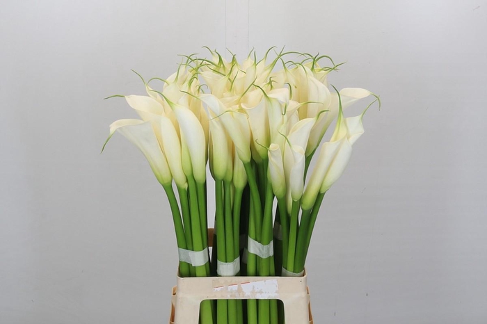 Zantedeschia Eydolls White