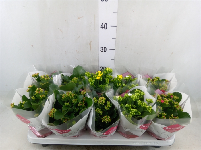 <h4>Kalanchoe blos.   ..mix 6</h4>