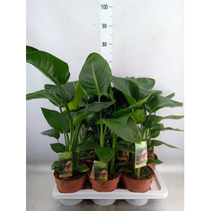 Strelitzia nicolai