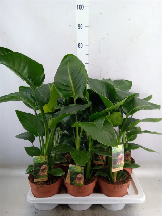 <h4>Strelitzia nicolai</h4>