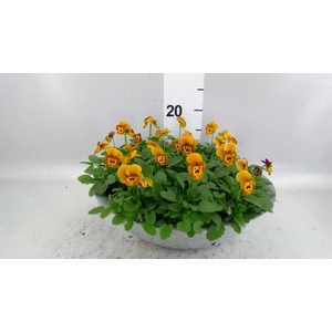 Viola corn. 'Deltini Honey Bee'