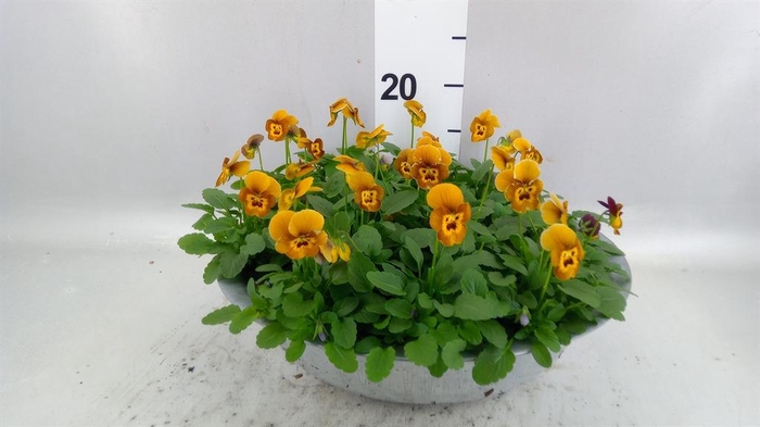 <h4>Viola corn. 'Deltini Honey Bee'</h4>