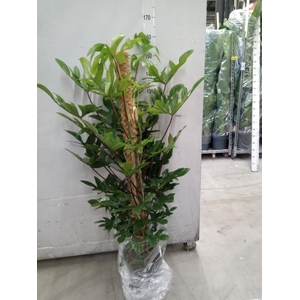 Philodendron pedatum