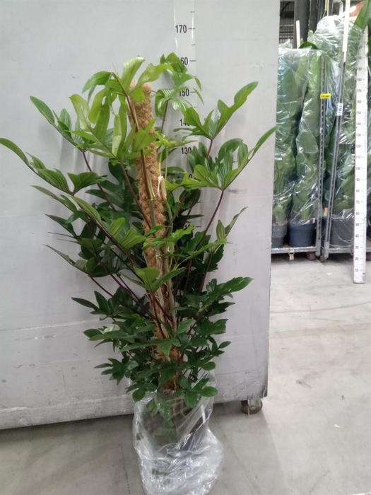 <h4>Philodendron pedatum</h4>