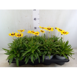 Coreopsis grand.