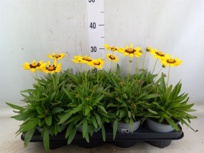 <h4>Coreopsis grand.</h4>