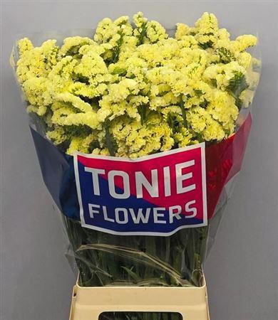 <h4>Lim S Yello Sun Bird</h4>