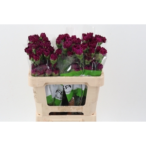 Di St Golem Purple 50cm